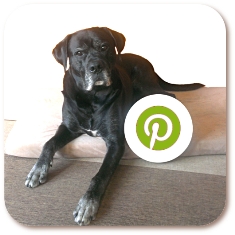 Hundsstern bei Pinterest (Deutsch & English)